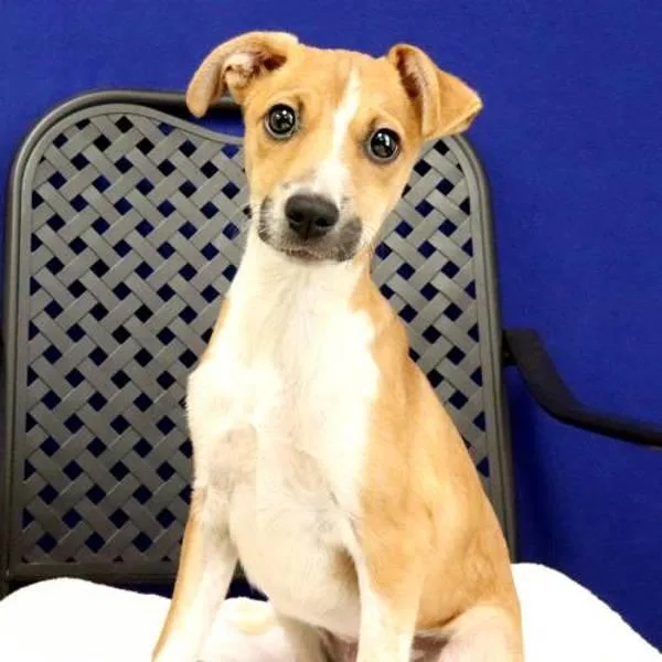 A baby medium-sized female Labrador Retriever dog named Greta for adoption in Fort Davis, TX
