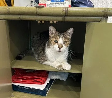 An adult medium-sized male Domestic Short Hair cat named Jasper for adoption in Dripping Springs, TX