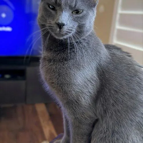 A baby medium-sized male Russian Blue cat named Lord Grayson for adoption in Tampa, FL