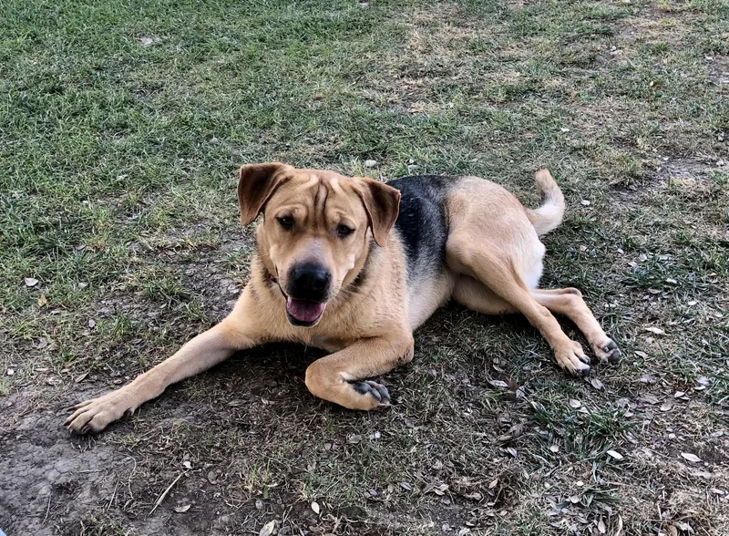 A young medium-sized female Shepherd dog named Pink for adoption in Thousand Oaks, CA