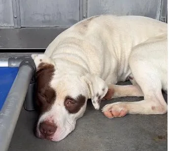 An adult large-sized male Brown / Chocolate Pit Bull Terrier dog named Tahiti for adoption in Frazier Park, CA