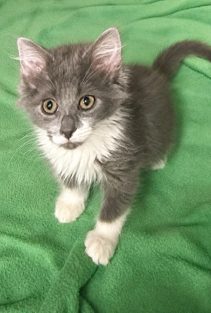 A baby small-sized female Domestic Short Hair cat named Rita for adoption in Columbia, TN