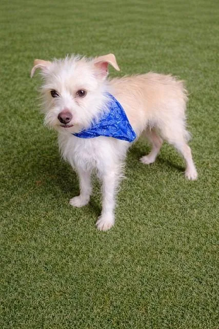 An adult medium-sized male Terrier dog named Captain for adoption in Lancaster, CA