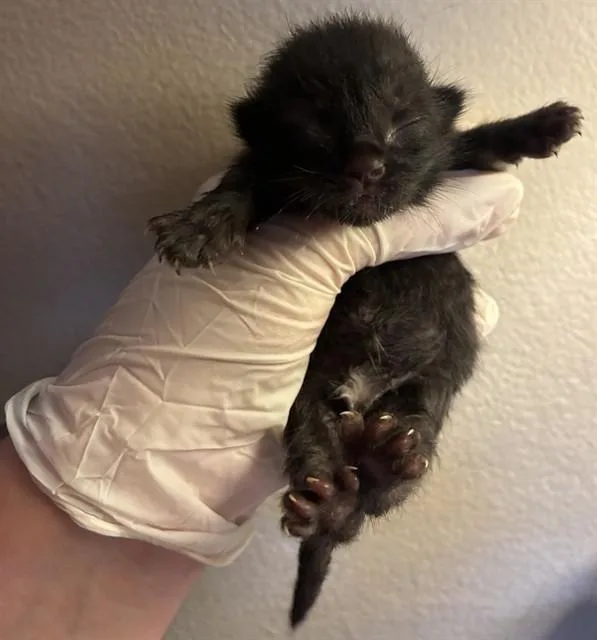 A baby small-sized male Domestic Short Hair cat named Raven for adoption in Riverside, CA