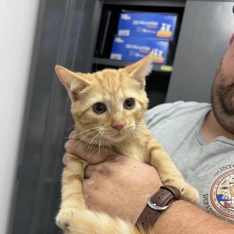 Ringo