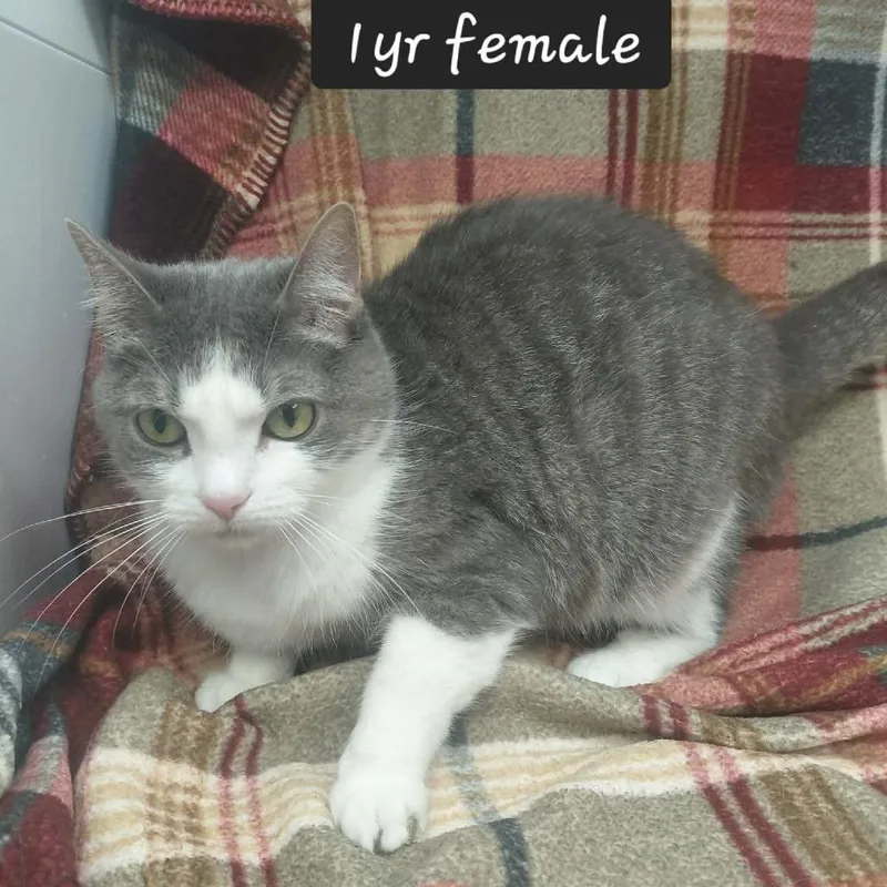 A young small-sized female Domestic Short Hair cat named Star for adoption in New Tazewell, TN