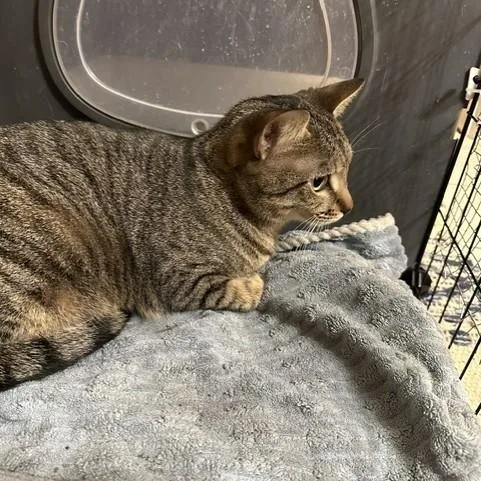 An adult medium-sized female Tabby (Tiger Striped) Domestic Short Hair cat named Gaze for adoption in Attleboro, MA