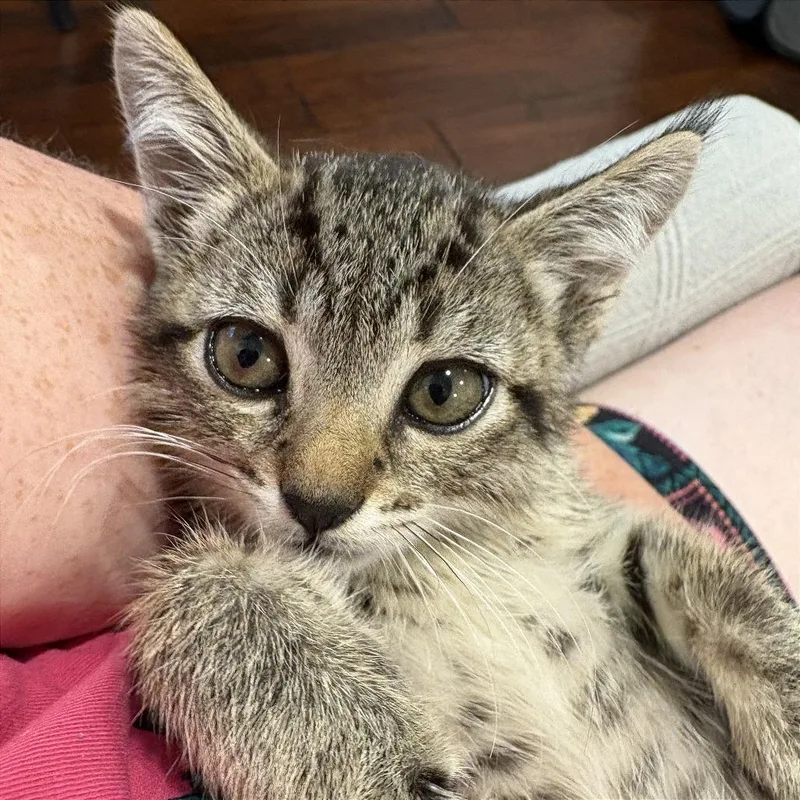 A young small-sized female Gray / Blue / Silver Domestic Short Hair cat named Pipsqueak for adoption in Pacific Palisades, CA