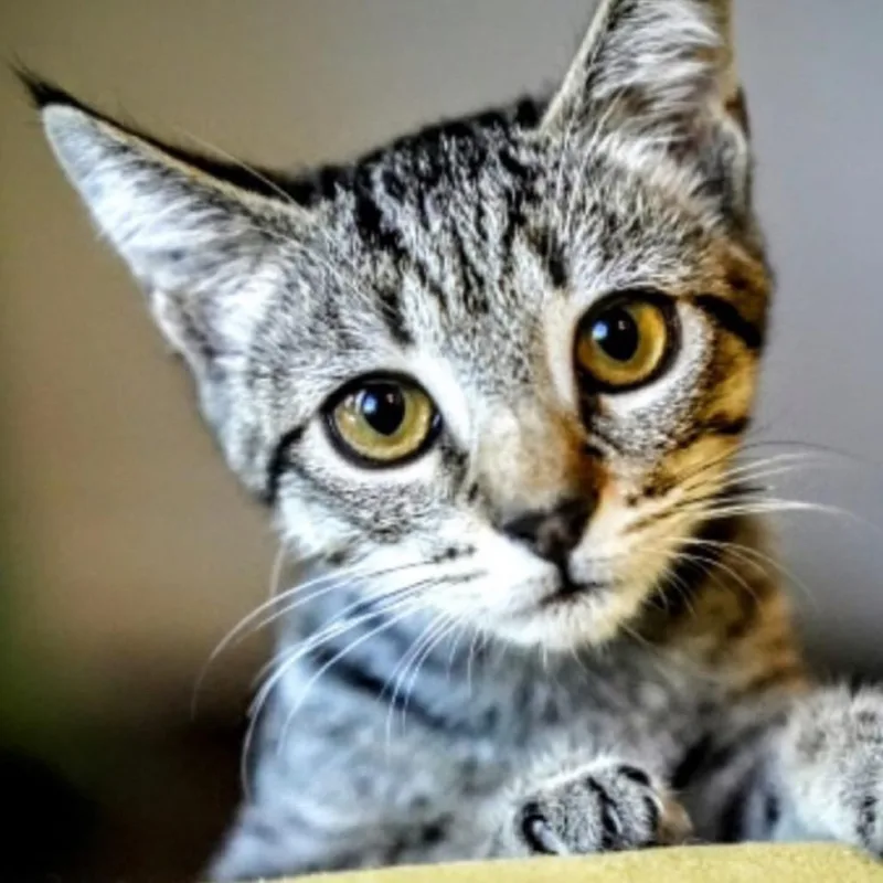 Pipsqueak thumbnail 5