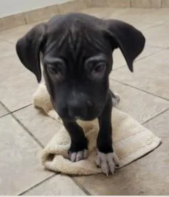 A baby medium-sized male Mixed Breed dog named Yogi for adoption in West Chester, PA