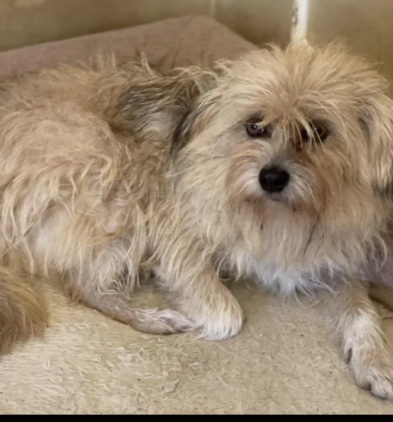 An adult medium-sized female Apricot / Beige Lhasa Apso dog named Emily for adoption in Memphis, TN
