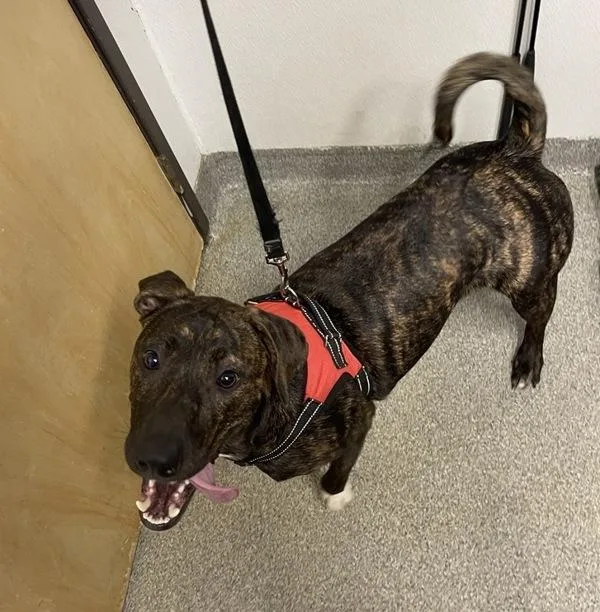 A young medium-sized male Plott Hound dog named Seven for adoption in Escondido, CA