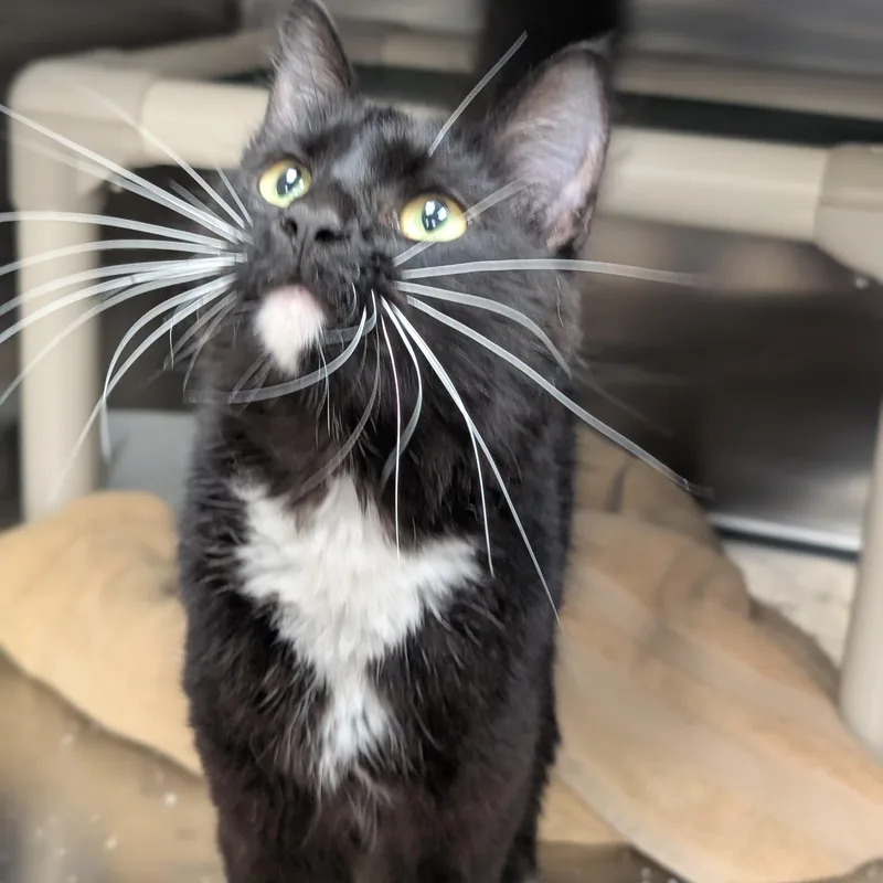 An adult medium-sized female Domestic Short Hair cat named Cookie for adoption in St. Augustine, FL
