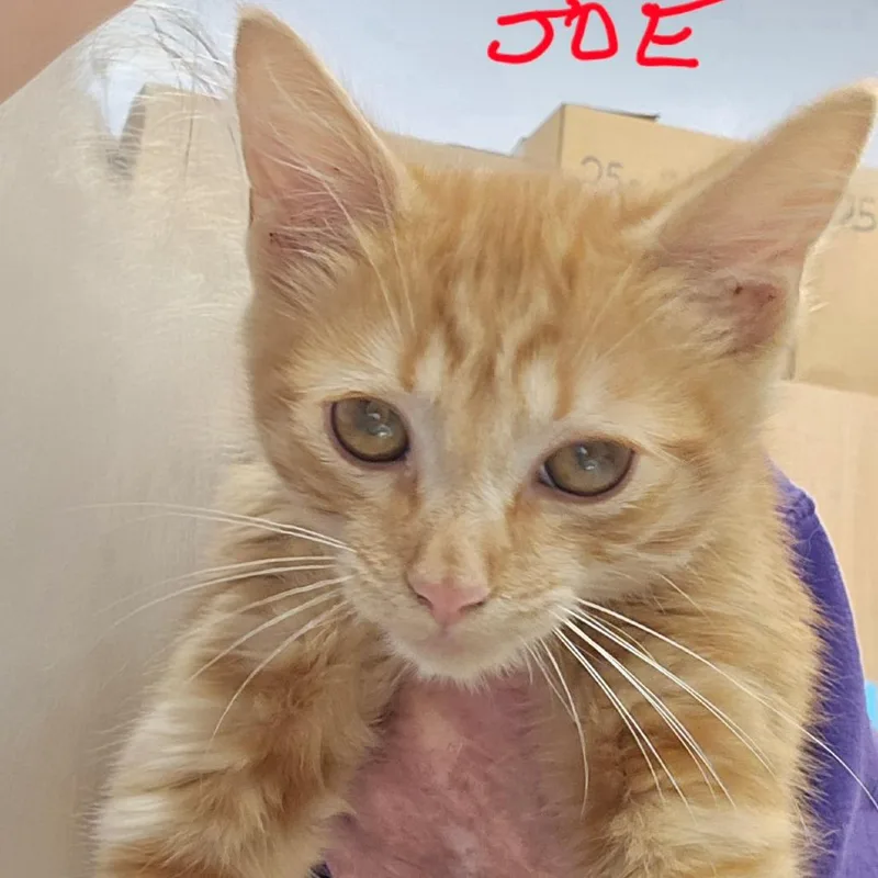 A baby small-sized male Orange / Red Domestic Short Hair cat named Joe for adoption in Madisonville, TN
