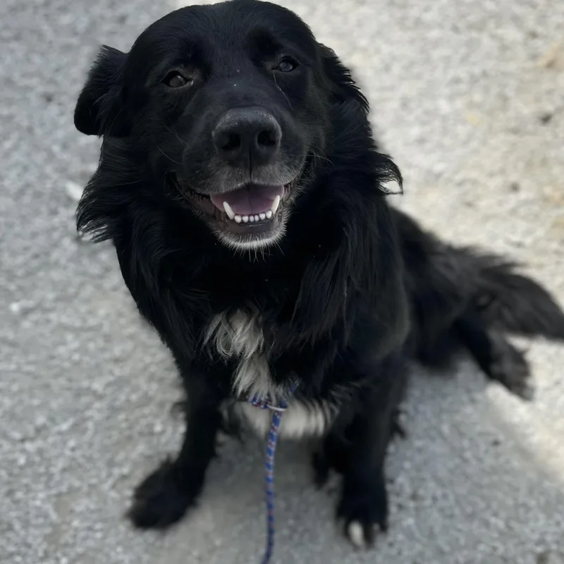 An adult large-sized male Black Labrador Retriever dog named Bear for adoption in Trenton, MO