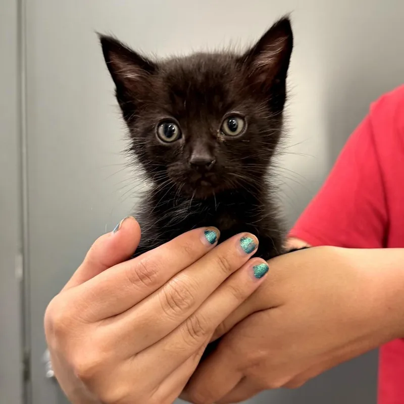A baby small-sized male Black Domestic Short Hair cat named Winky for adoption in Long Beach, CA