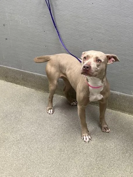 An adult large-sized female Pit Bull Terrier dog named Peaches for adoption in Las Vegas, NV