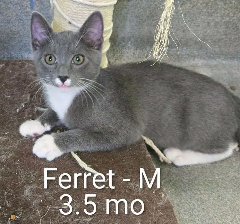A baby medium-sized female Black & White / Tuxedo Domestic Short Hair cat named Squirrel and Ferret and for adoption in Amherst, VA