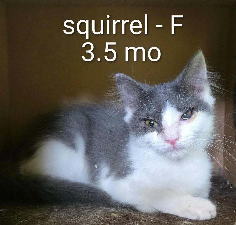 Squirrel and Ferret and thumbnail 2