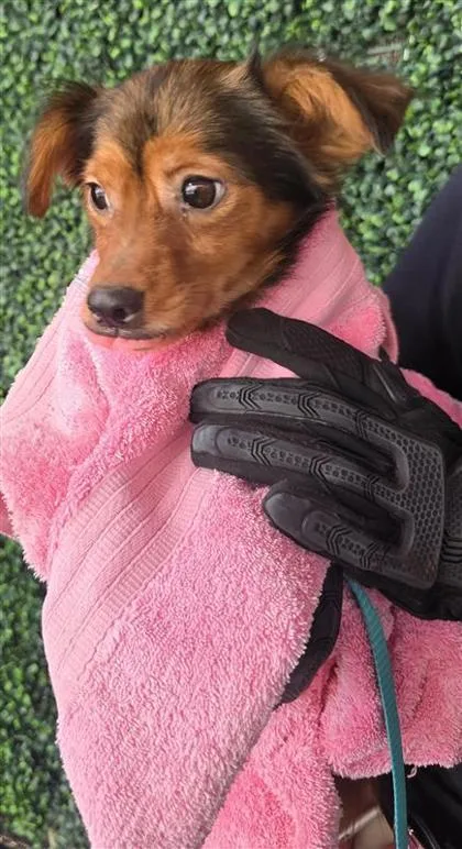 A young small-sized male Brown / Chocolate Chihuahua dog named Dog for adoption in El Paso, TX
