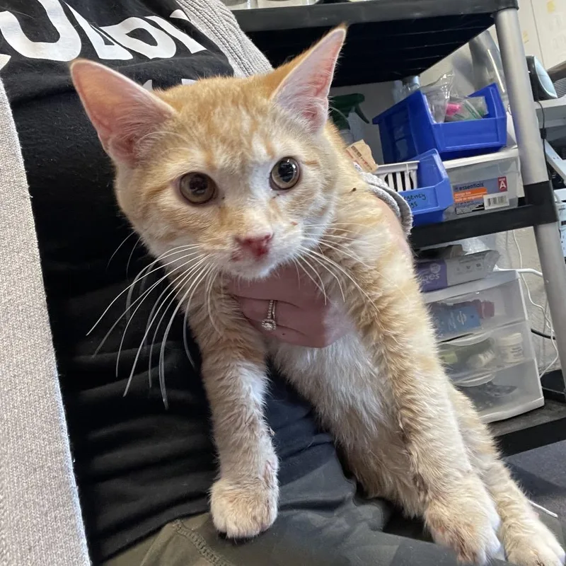 Miso