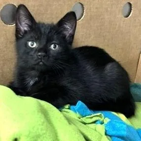 A baby small-sized female Black Domestic Short Hair cat named Mantis for adoption in Novelty, OH