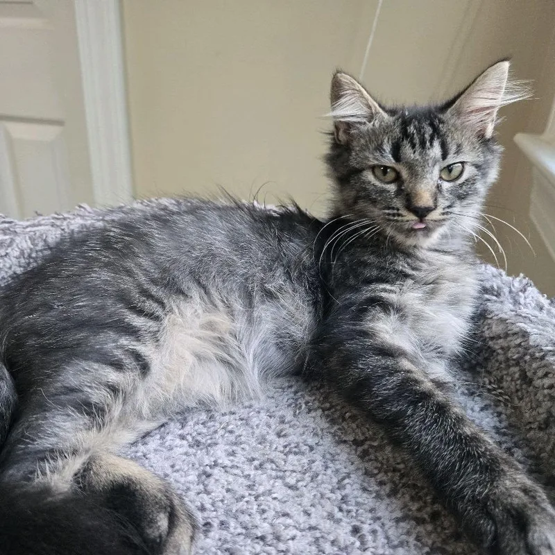 A baby small-sized female Gray / Blue / Silver Domestic Short Hair cat named Naan for adoption in Peachtree City, GA
