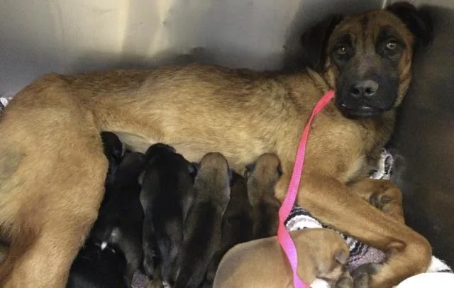 A young large-sized female German Shepherd Dog dog named Denise for adoption in Riverside, CA