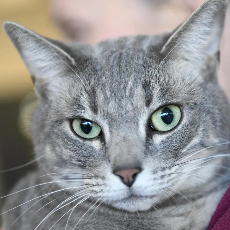An adult large-sized female Gray / Blue / Silver Domestic Short Hair cat named Sarah for adoption in Redwood City, CA