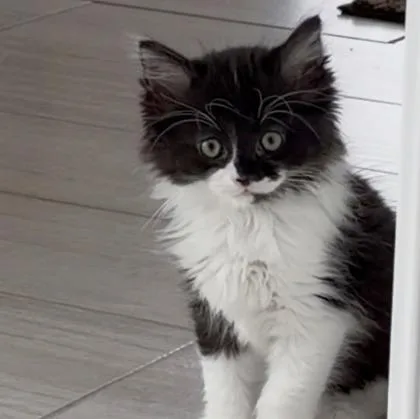 A baby small-sized male Domestic Long Hair cat named Rebel for adoption in Wheaton, IL