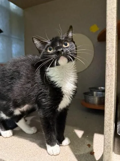 A young small-sized female Domestic Short Hair cat named Fingles for adoption in Washington, DC