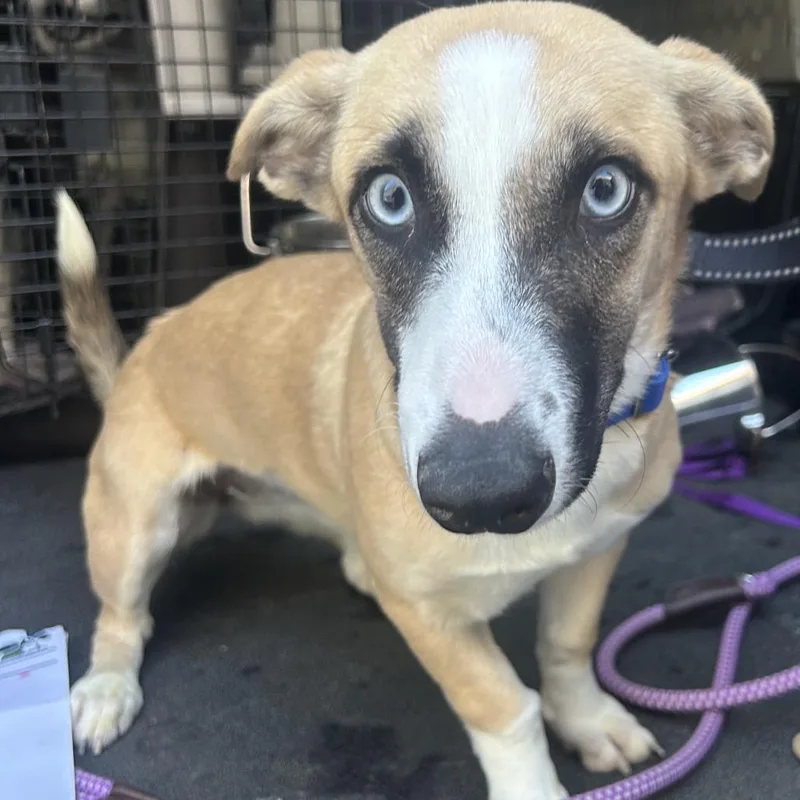An adult medium-sized female Yellow / Tan / Blond / Fawn Cardigan Welsh Corgi dog named Lilah for adoption in Point Richmond, CA