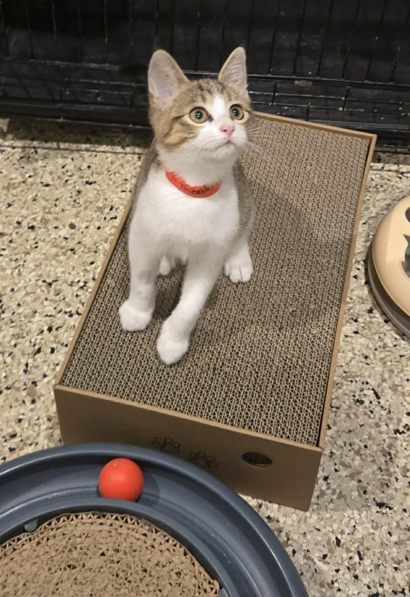A baby medium-sized male Domestic Short Hair cat named Theodore for adoption in Freeport, IL