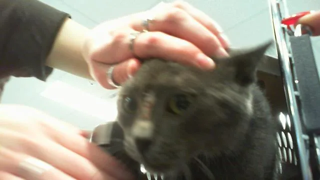 A young small-sized male Domestic Short Hair cat named Moon Bean for adoption in Charlotte, NC