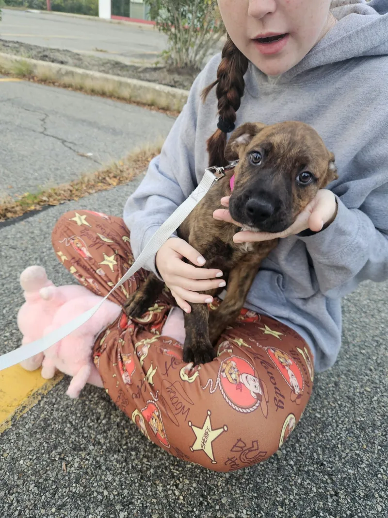 A baby medium-sized female Mixed Breed dog named Lainey for adoption in Holbrook, NY