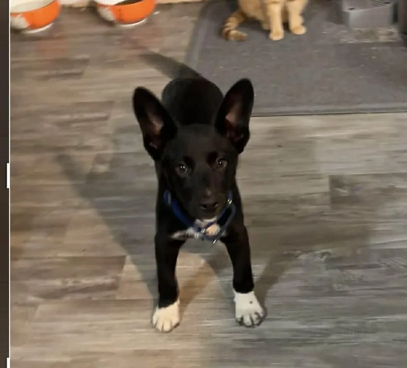 A baby medium-sized female Black Border Collie dog named Rain for adoption in Sanford, NC