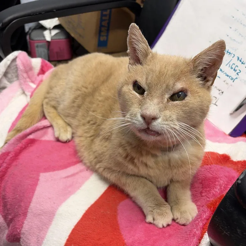 An adult small-sized male Orange / Red Domestic Short Hair cat named Kevin for adoption in Alexandria, VA