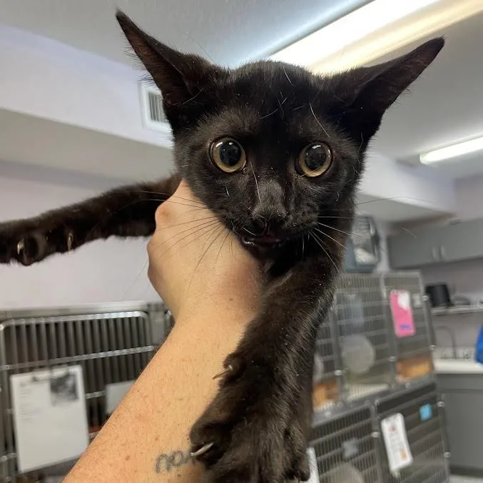 A baby small-sized male Black Domestic Short Hair cat named Cheshire for adoption in Port Charlotte, FL