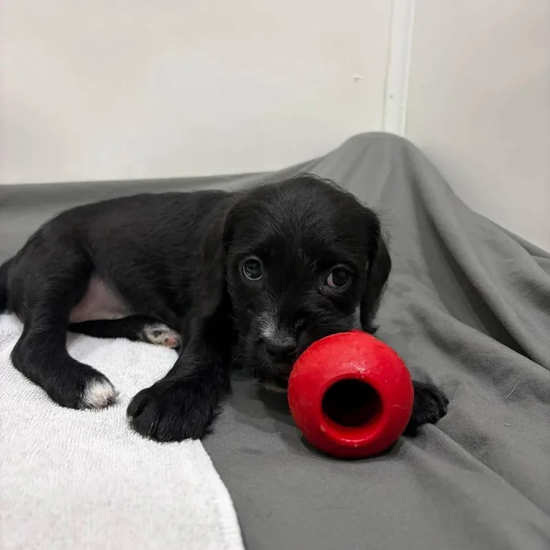 A baby small-sized female Black Mixed Breed dog named Truffle for adoption in Seminole, FL