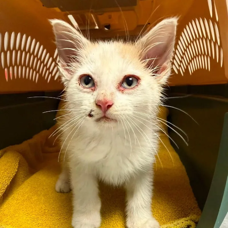 A baby small-sized female White Domestic Short Hair cat named Winslow for adoption in Coralville, IA