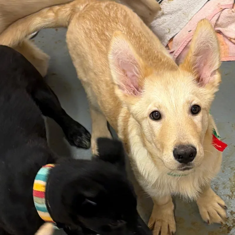 Blackberry thumbnail 2