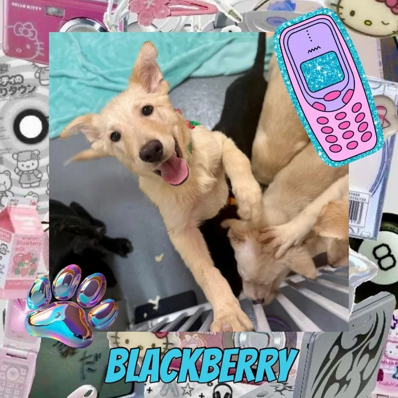 Blackberry thumbnail 3