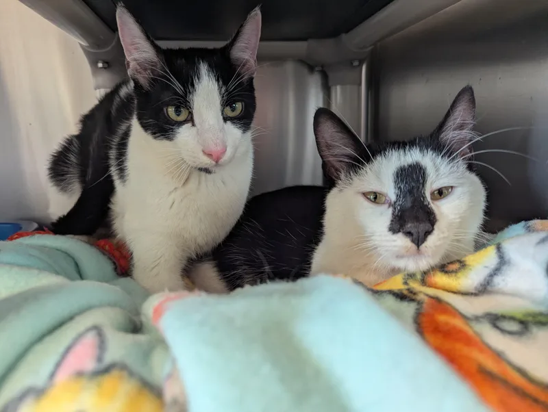 A young medium-sized male Black & White / Tuxedo Domestic Short Hair cat named Rorschach & Inky for adoption in Morristown, NJ