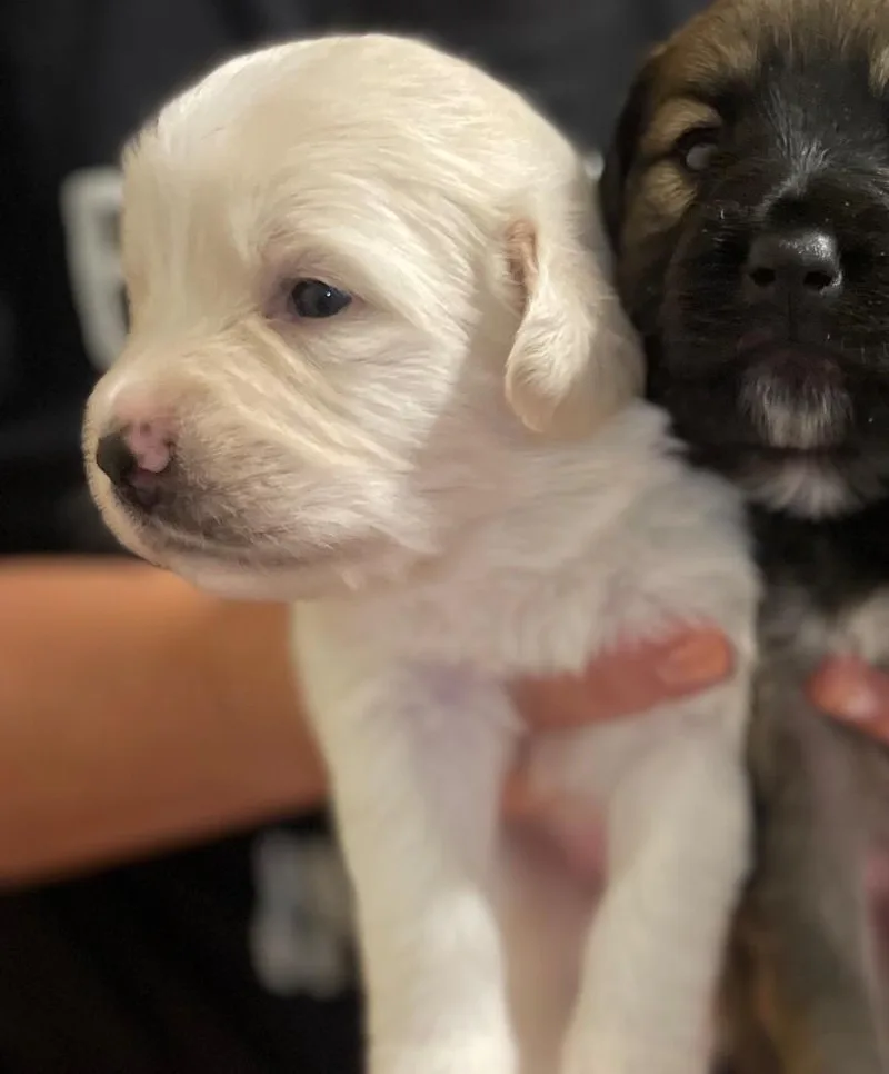 A baby medium-sized female White / Cream Australian Kelpie dog named Sparrow for adoption in Brentwood, CA