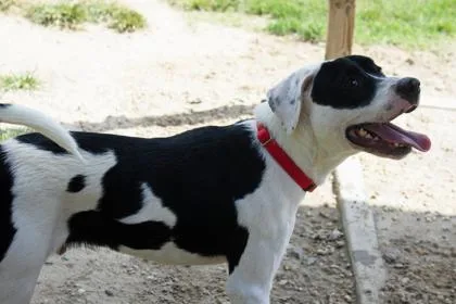 Sylvester thumbnail 2