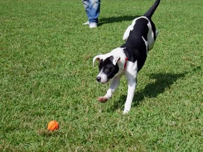 Sylvester thumbnail 3