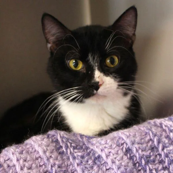 An adult medium-sized male Domestic Short Hair cat named Birdie for adoption in Des Moines, IA