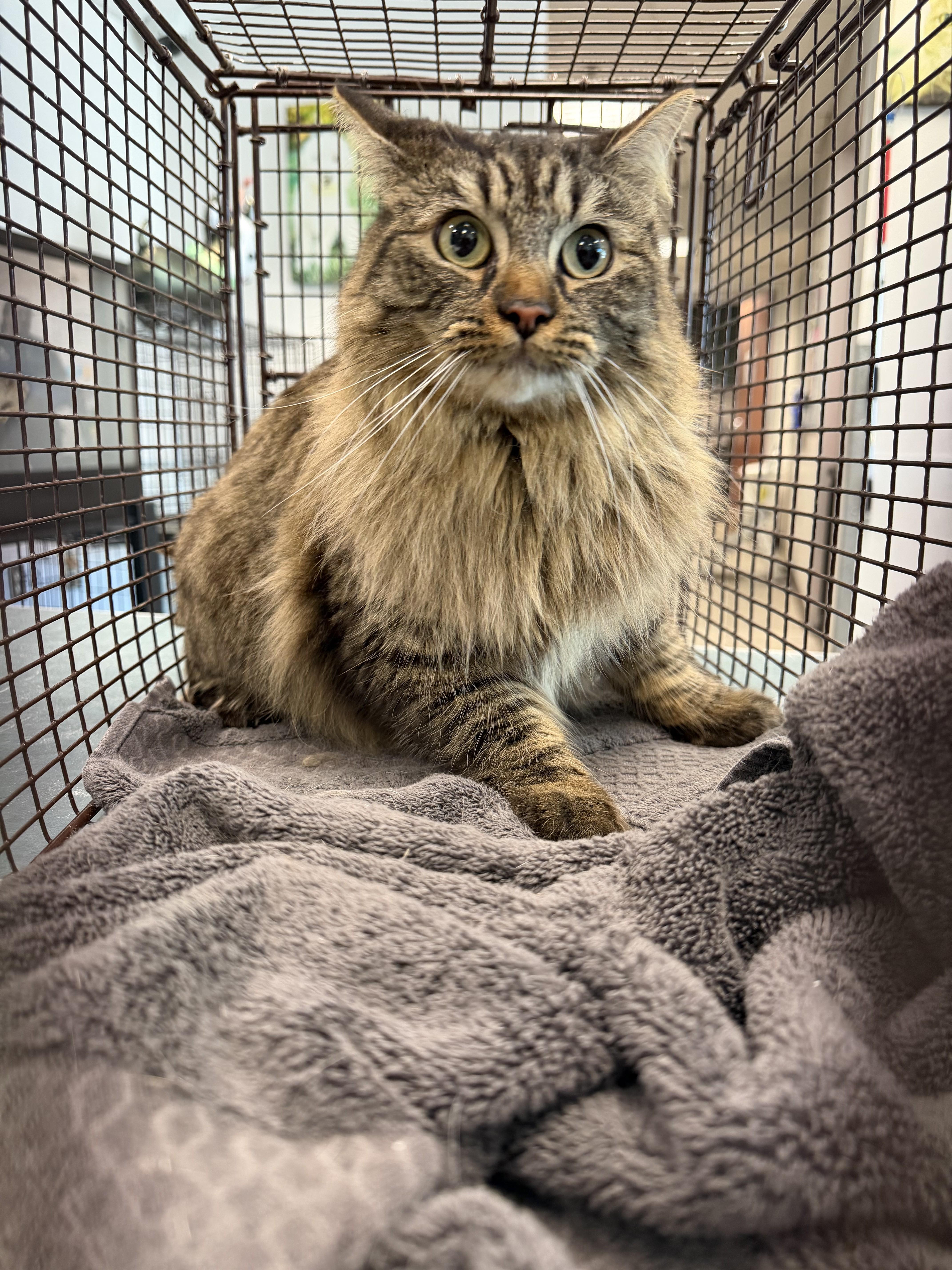 An adult medium-sized female Domestic Short Hair cat named Rosita for adoption in Chatsworth, CA
