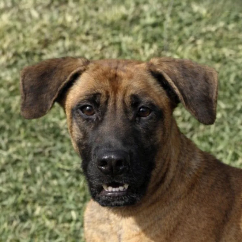 A young medium-sized female Boxer dog named Karlie for adoption in Brenham, TX