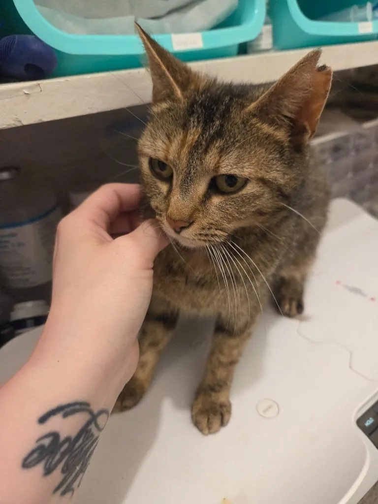 A young medium-sized female Domestic Short Hair cat named Mycelia for adoption in Johnson City, TN